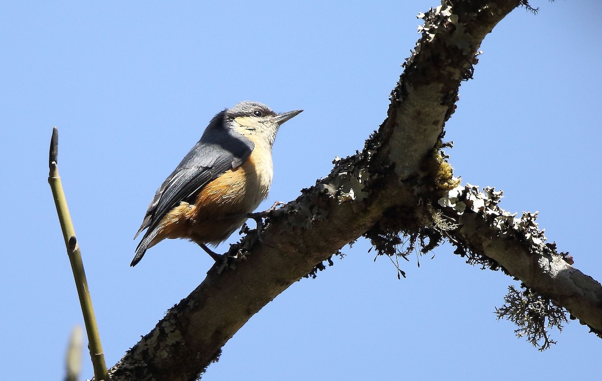 White-tailed Nuthatch - ML52727061