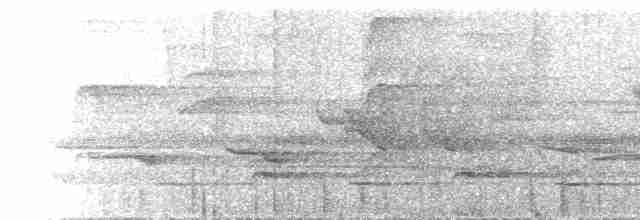 kilenebbtreløper (pectoralis gr.) - ML527272