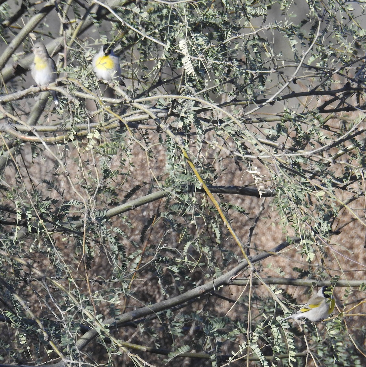 Lawrence's Goldfinch - ML527273111