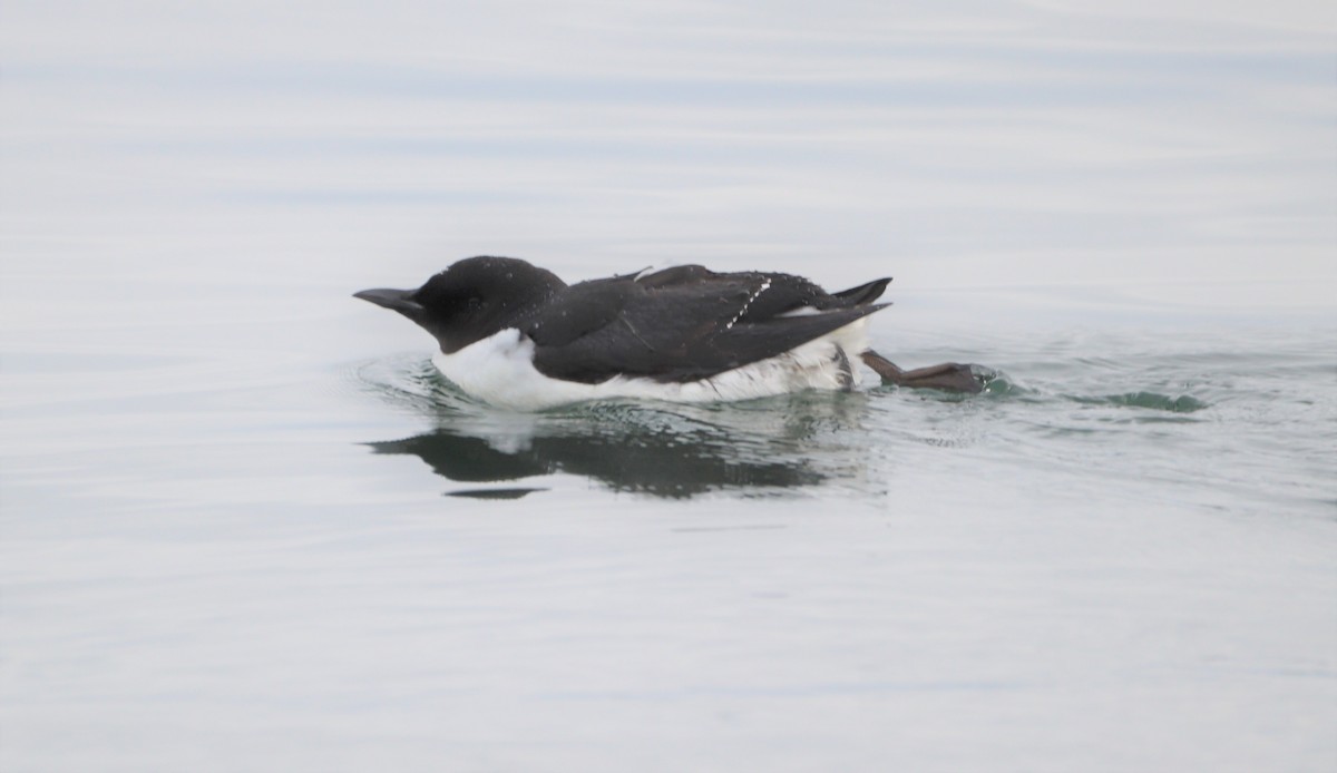 Thick-billed Murre - ML527274641