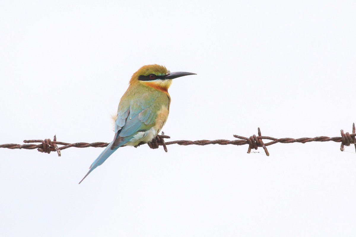 Blue-tailed Bee-eater - Allison Miller