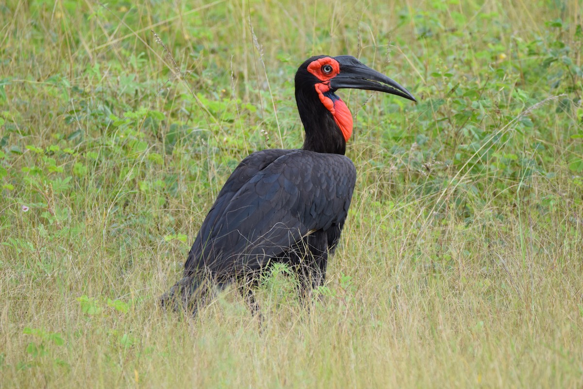 Southern Ground-Hornbill - ML52727751