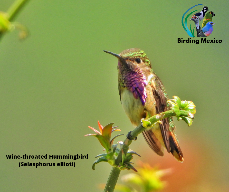 Wine-throated Hummingbird - Angel Castillo Birdwatching Guide