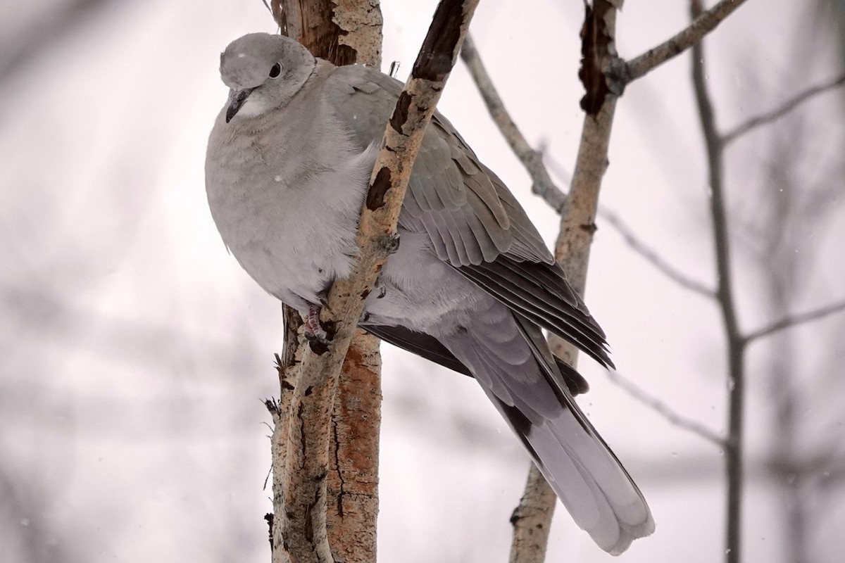Eurasian Collared-Dove - ML527279281