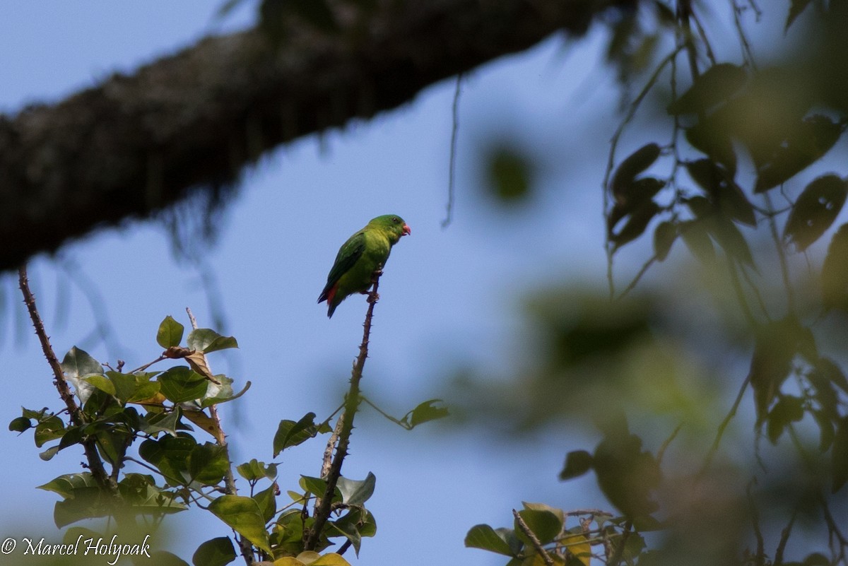 Yellow-throated Hanging-Parrot - ML527282521