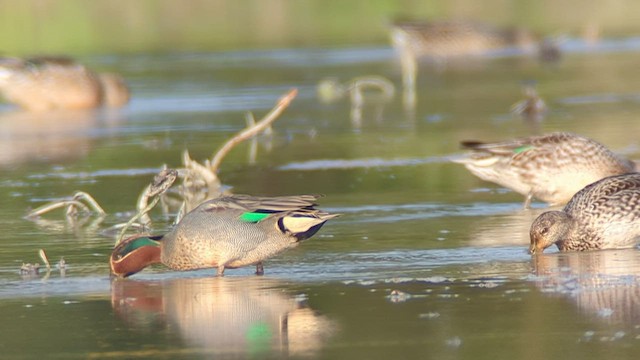 Green-winged Teal - ML527282761