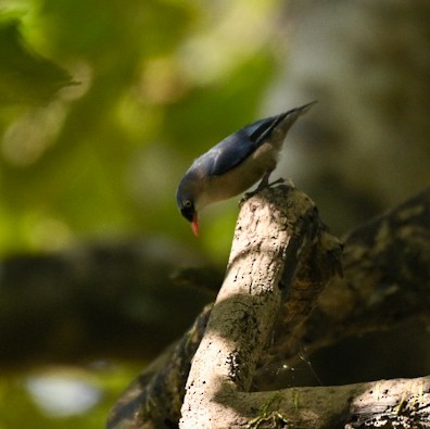 Velvet-fronted Nuthatch - ML527288361