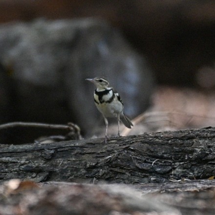 Forest Wagtail - ML527289031