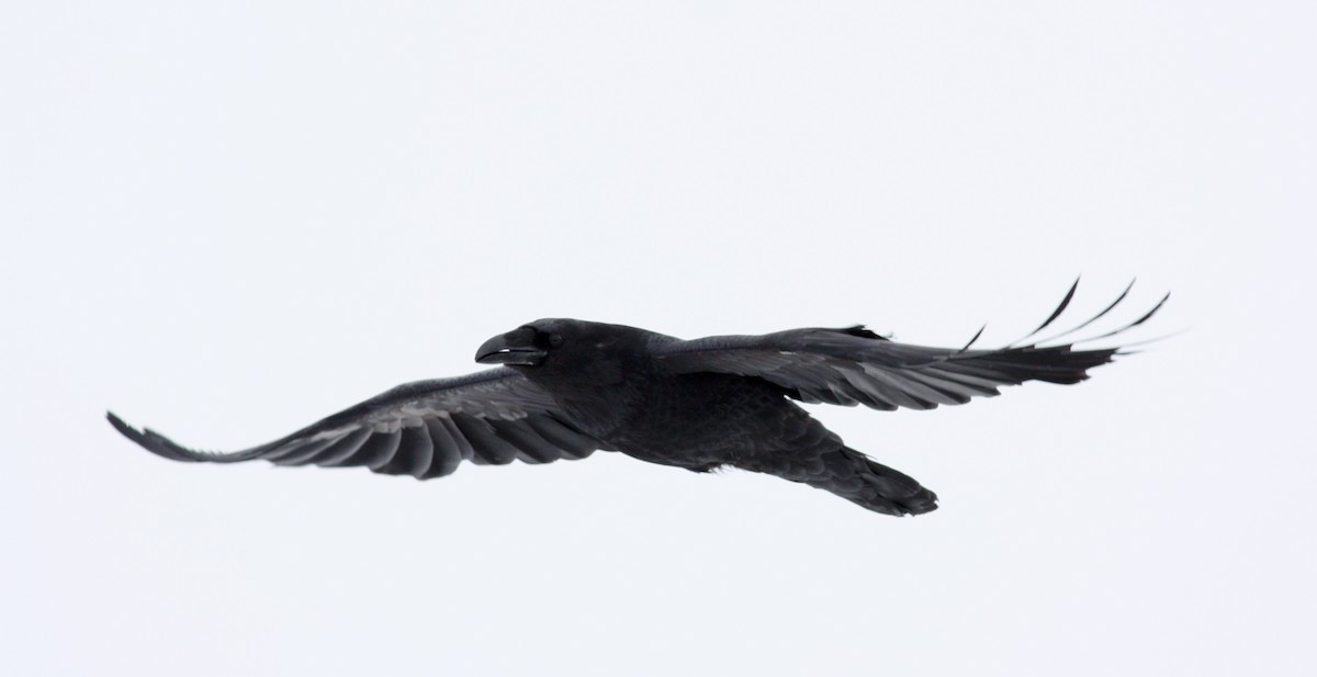 Common Raven - Jay McGowan