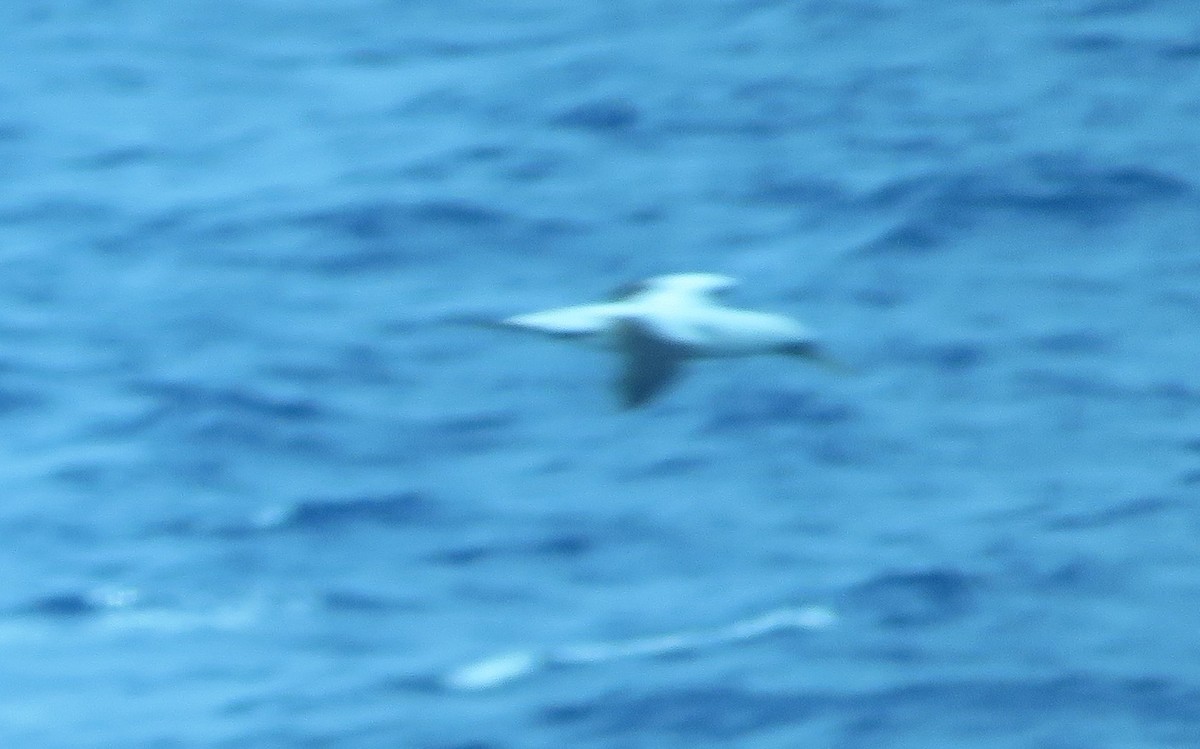 Masked Booby - ML527289891
