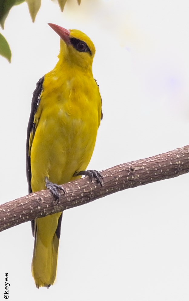 Indian Golden Oriole - ML527290141