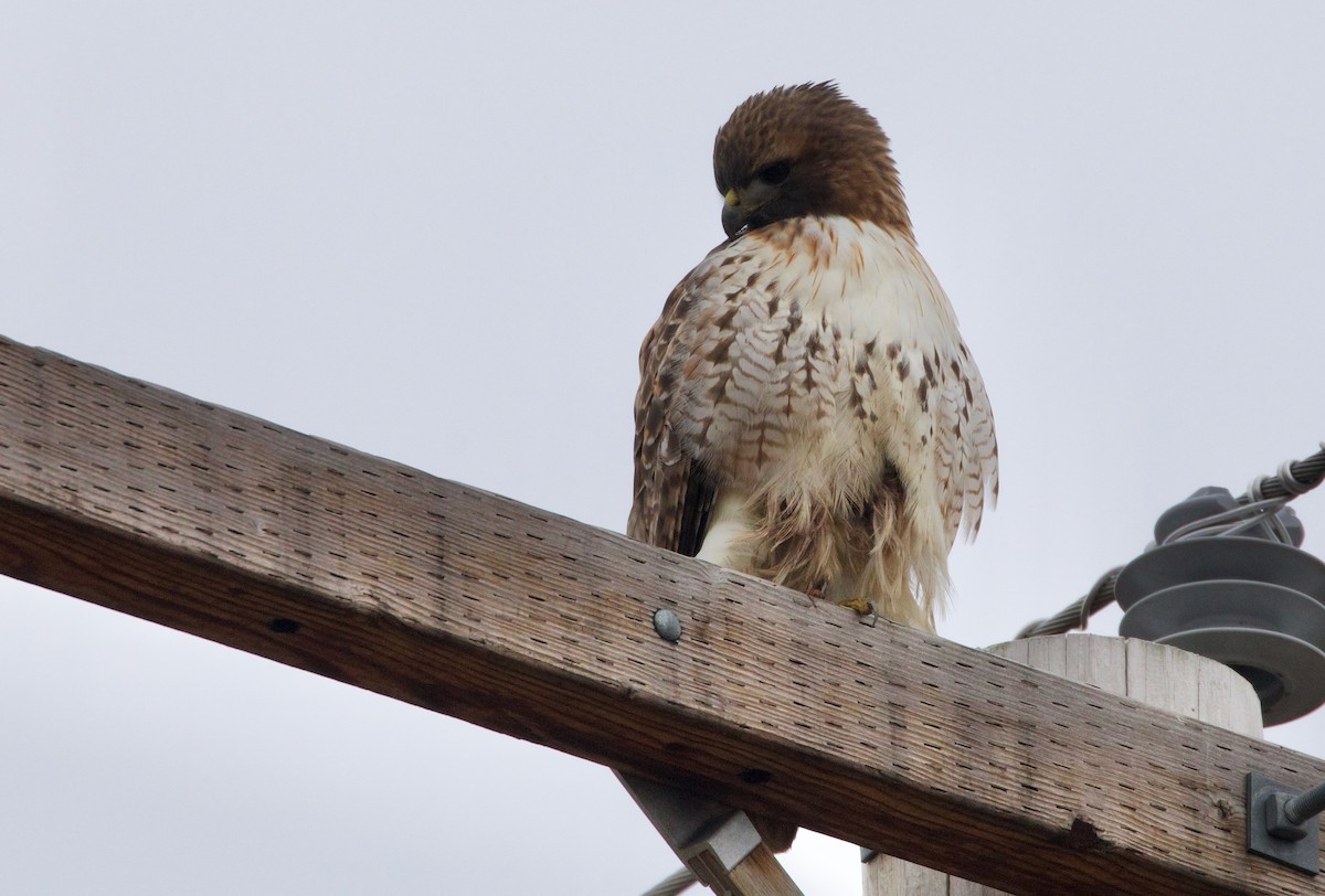 Red-tailed Hawk - ML527290361