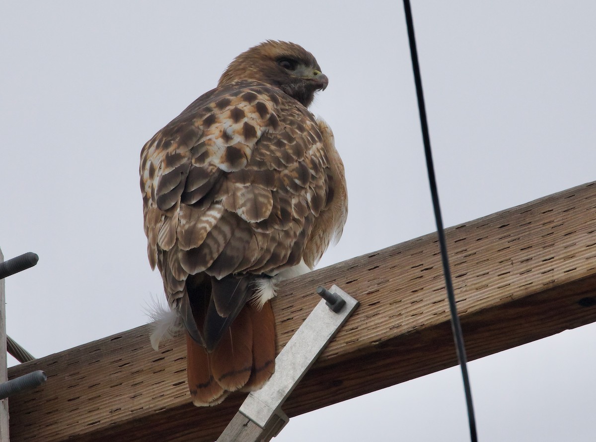 Red-tailed Hawk - ML527290371