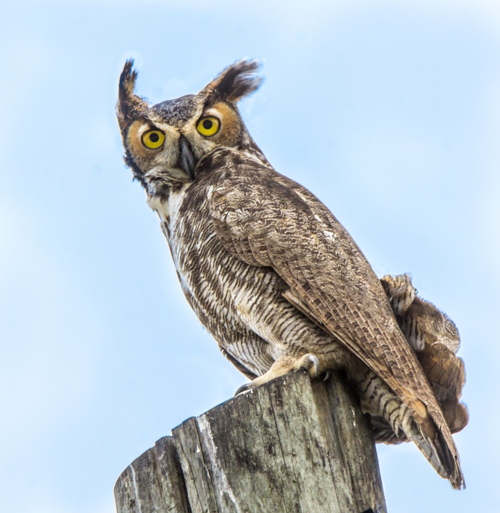 Great Horned Owl - Rich Eginton