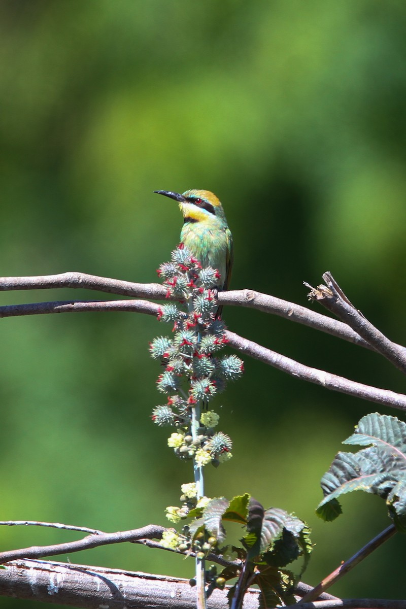 Rainbow Bee-eater - ML527299561