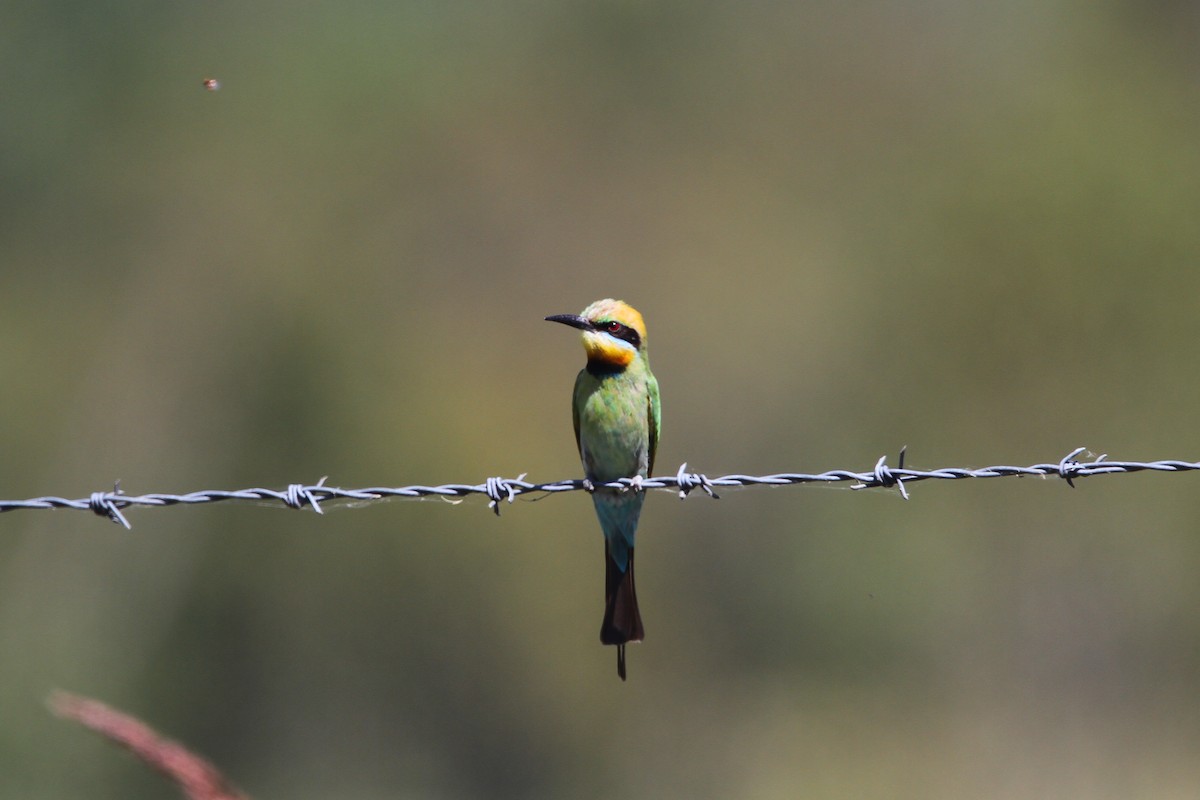 Rainbow Bee-eater - Jesse Watson