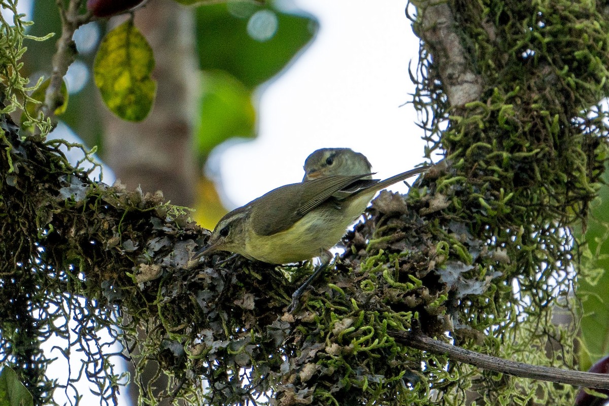 Timor Leaf Warbler (Timor) - ML527304711