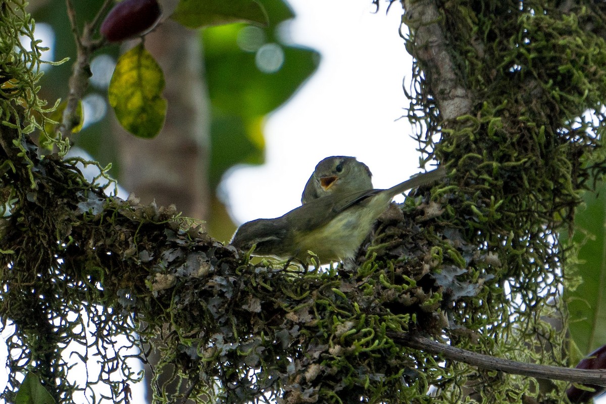 Timor Leaf Warbler (Timor) - Jafet Potenzo Lopes