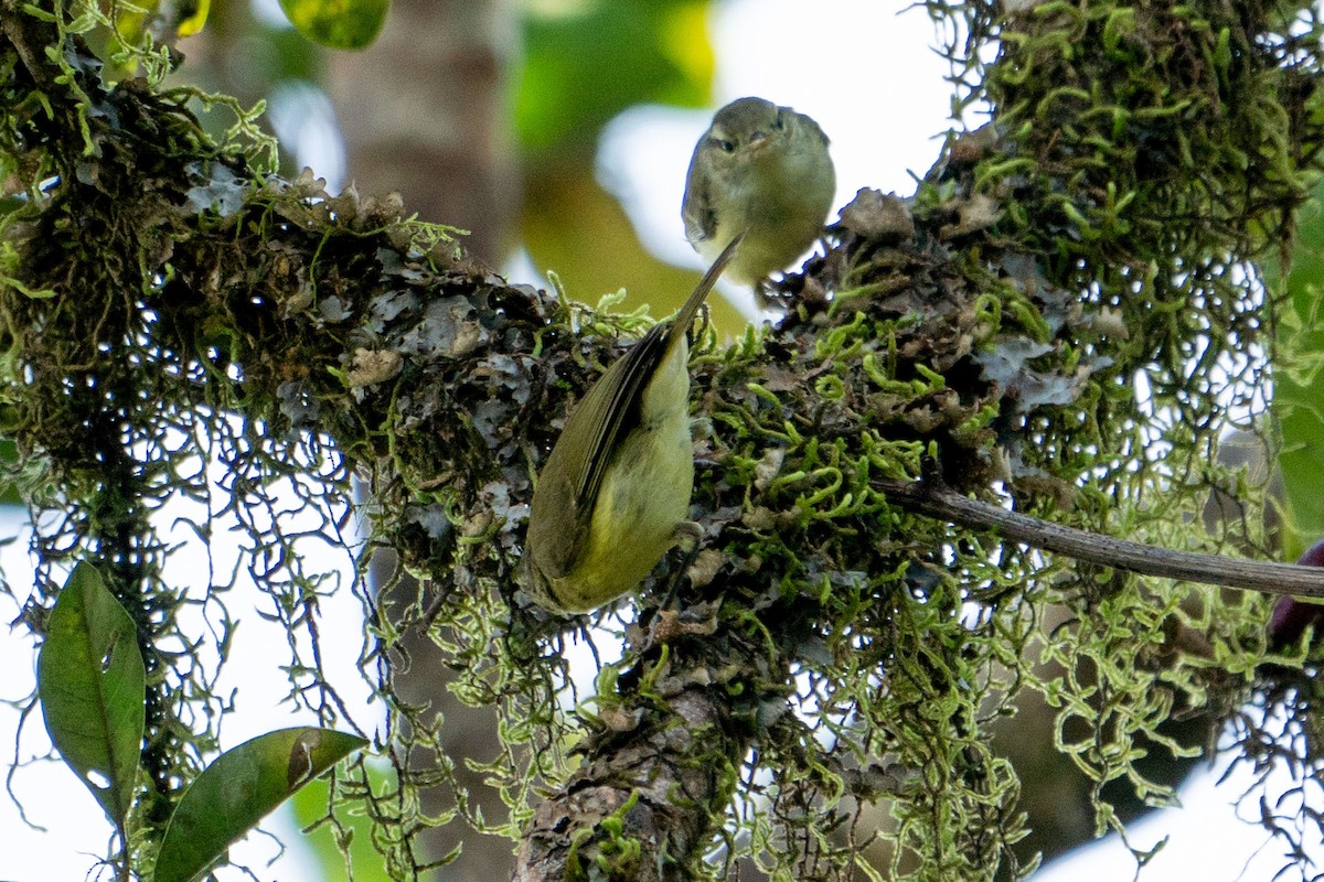 Timor Leaf Warbler (Timor) - ML527304751