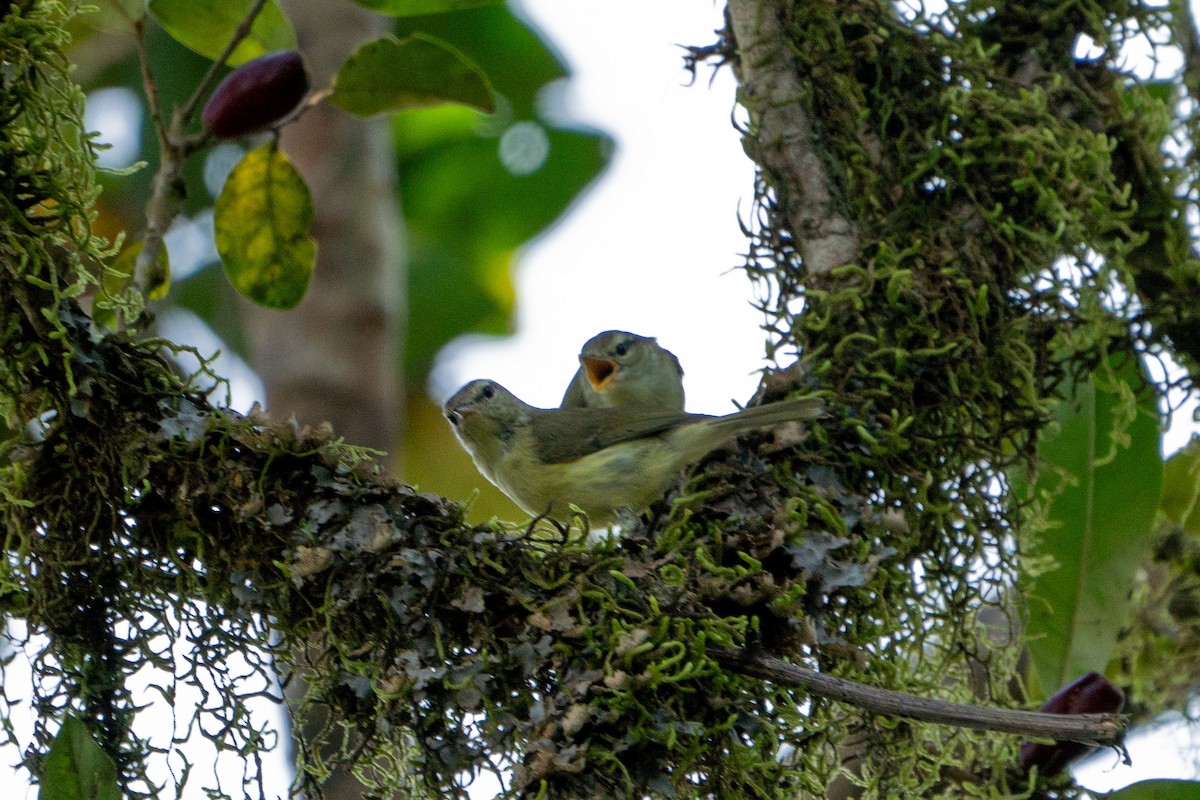 Timor Leaf Warbler (Timor) - ML527304761