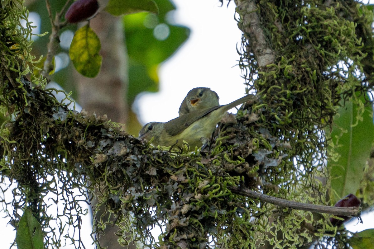 Timor Leaf Warbler (Timor) - ML527304771