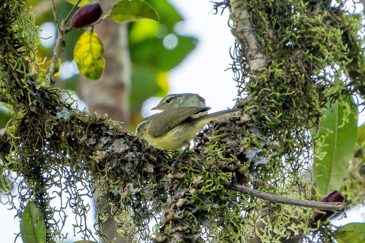 Timor Leaf Warbler (Timor) - ML527304781