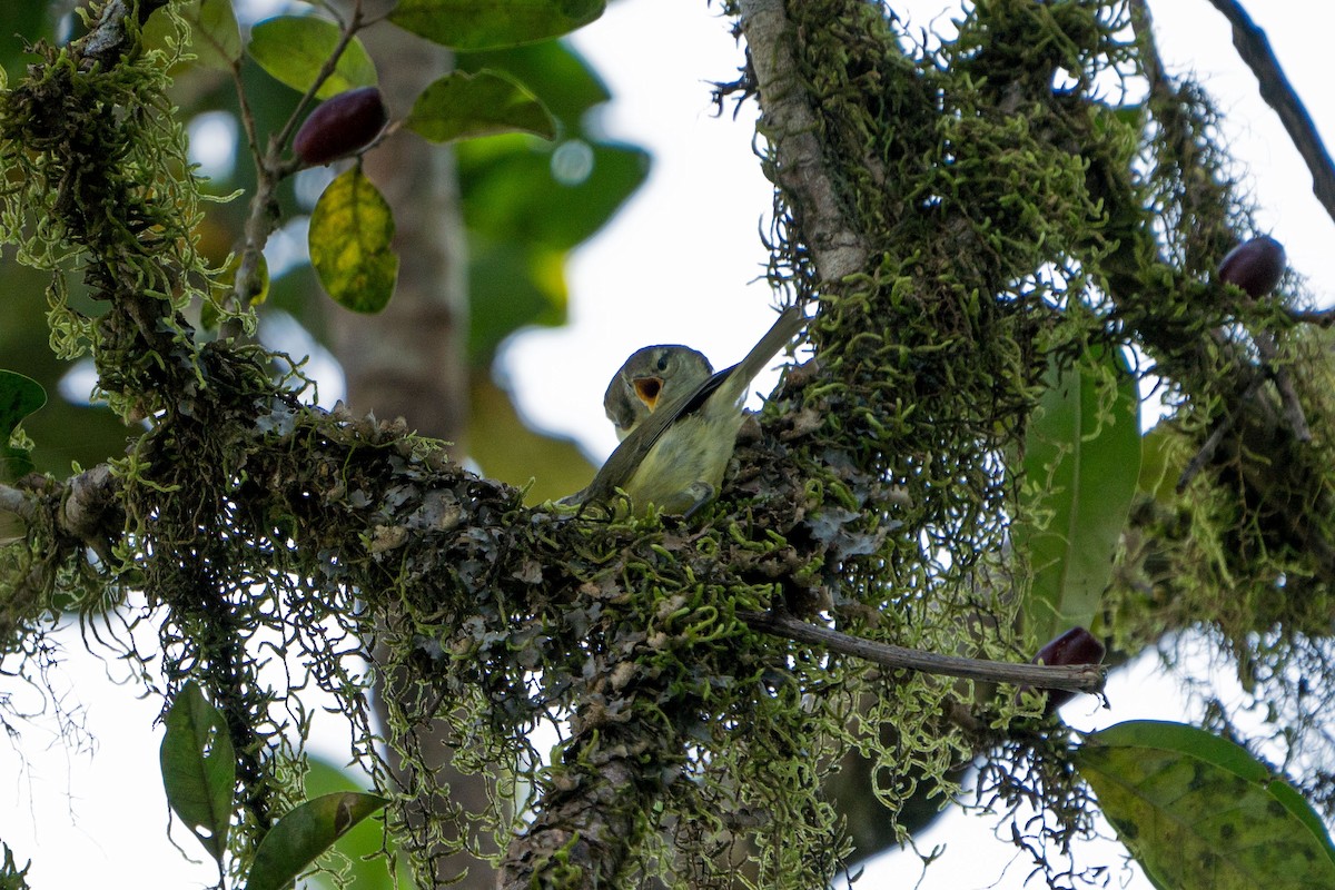 Timor Leaf Warbler (Timor) - Jafet Potenzo Lopes