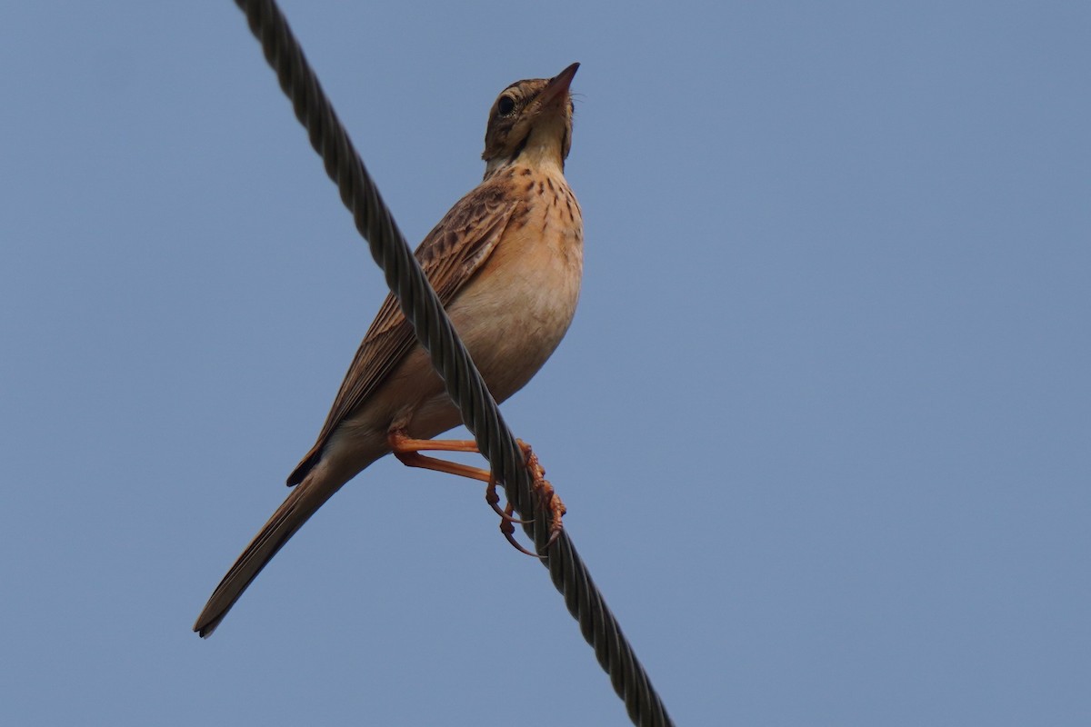 pipit sp. - ML527306511