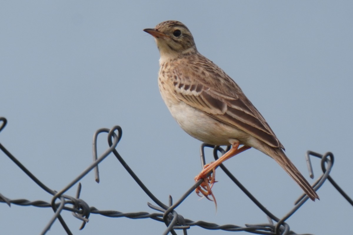pipit sp. - ML527306521