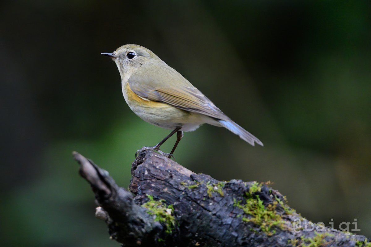 Red-flanked Bluetail - ML527307461