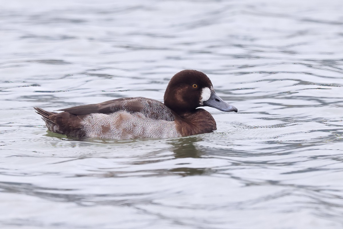 Greater Scaup - ML527308891