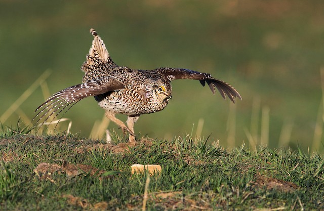 sharp tailed grouse flying