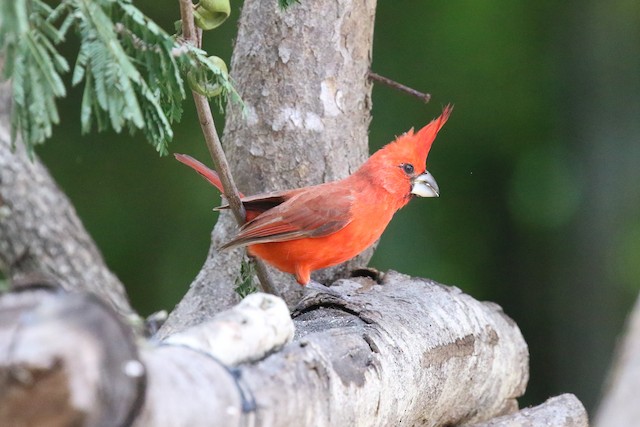 Male Vermilion Cardinal undergoing the Second Prebasic Molt.&nbsp; - Vermilion Cardinal - 