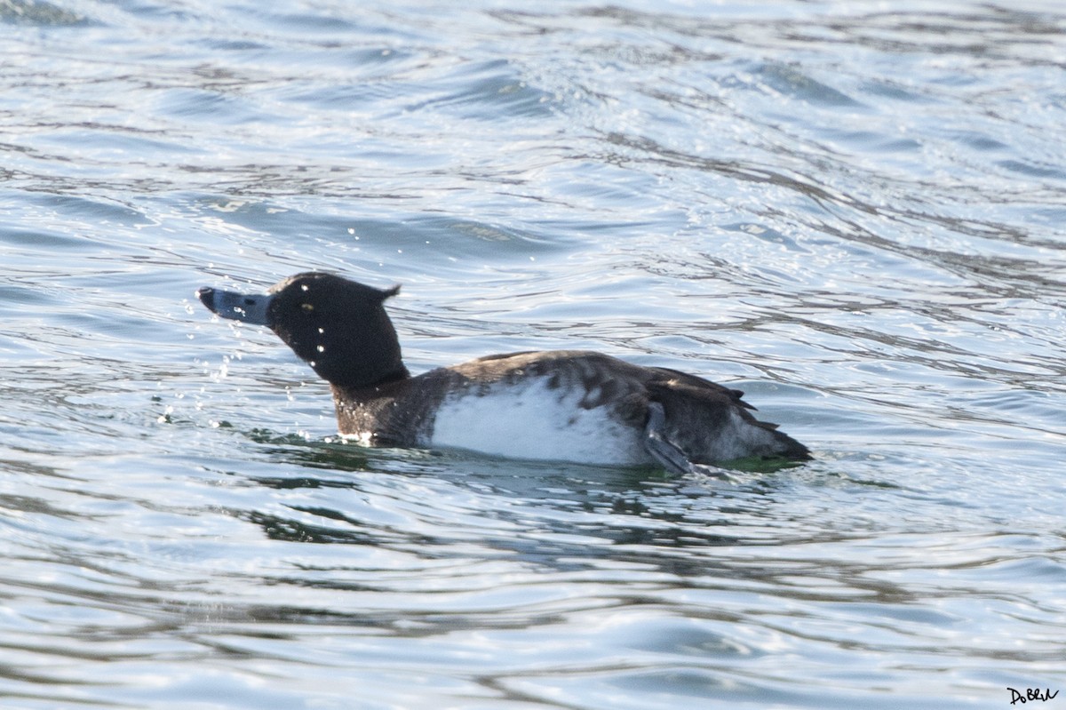 Tufted Duck - ML527317561