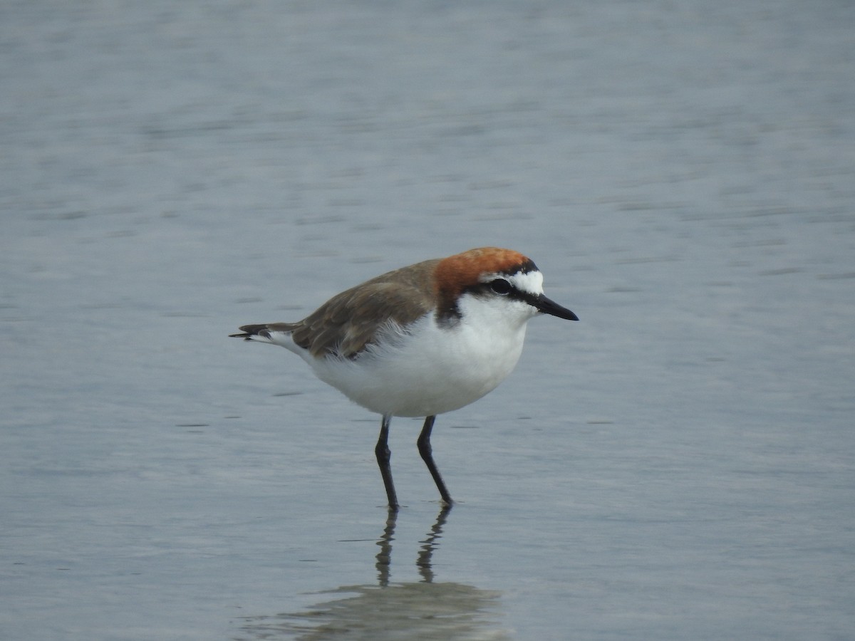 Red-capped Plover - ML527319921