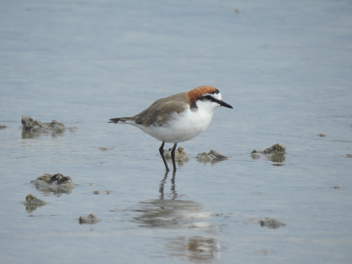 Red-capped Plover - ML527319941