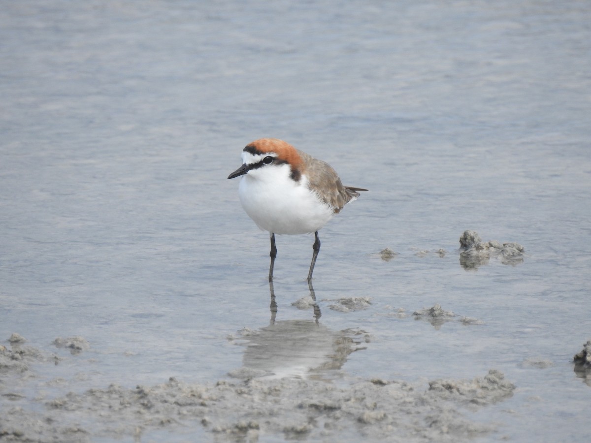 Red-capped Plover - ML527319951
