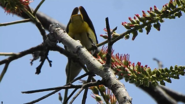 Indian Golden Oriole - ML527320031