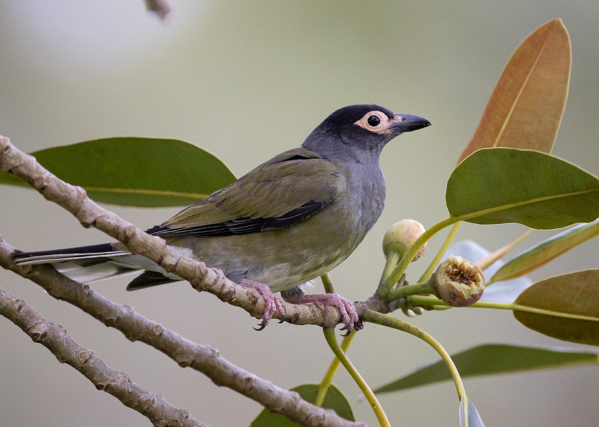 Australasian Figbird (vieilloti) - Martin Allen