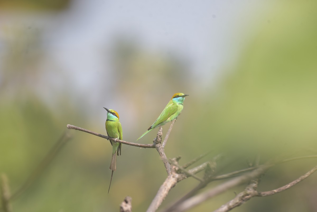 Asian Green Bee-eater - ML527327061