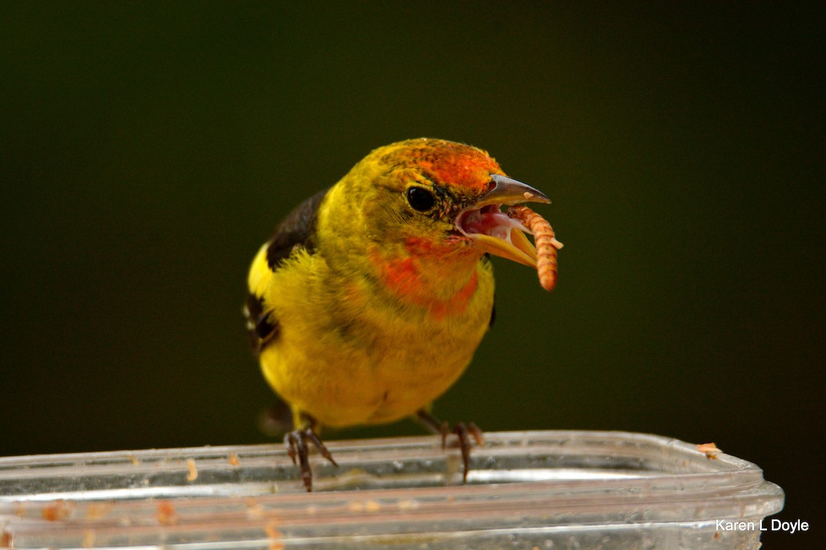 Western Tanager - ML52732731
