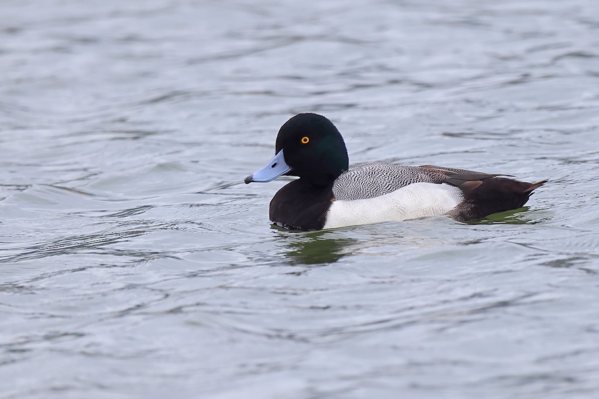 Greater Scaup - ML527327711