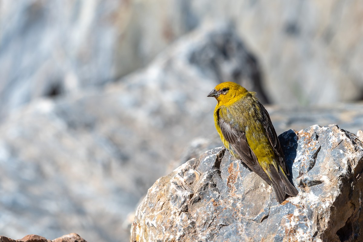 Greater Yellow-Finch - ML527327941