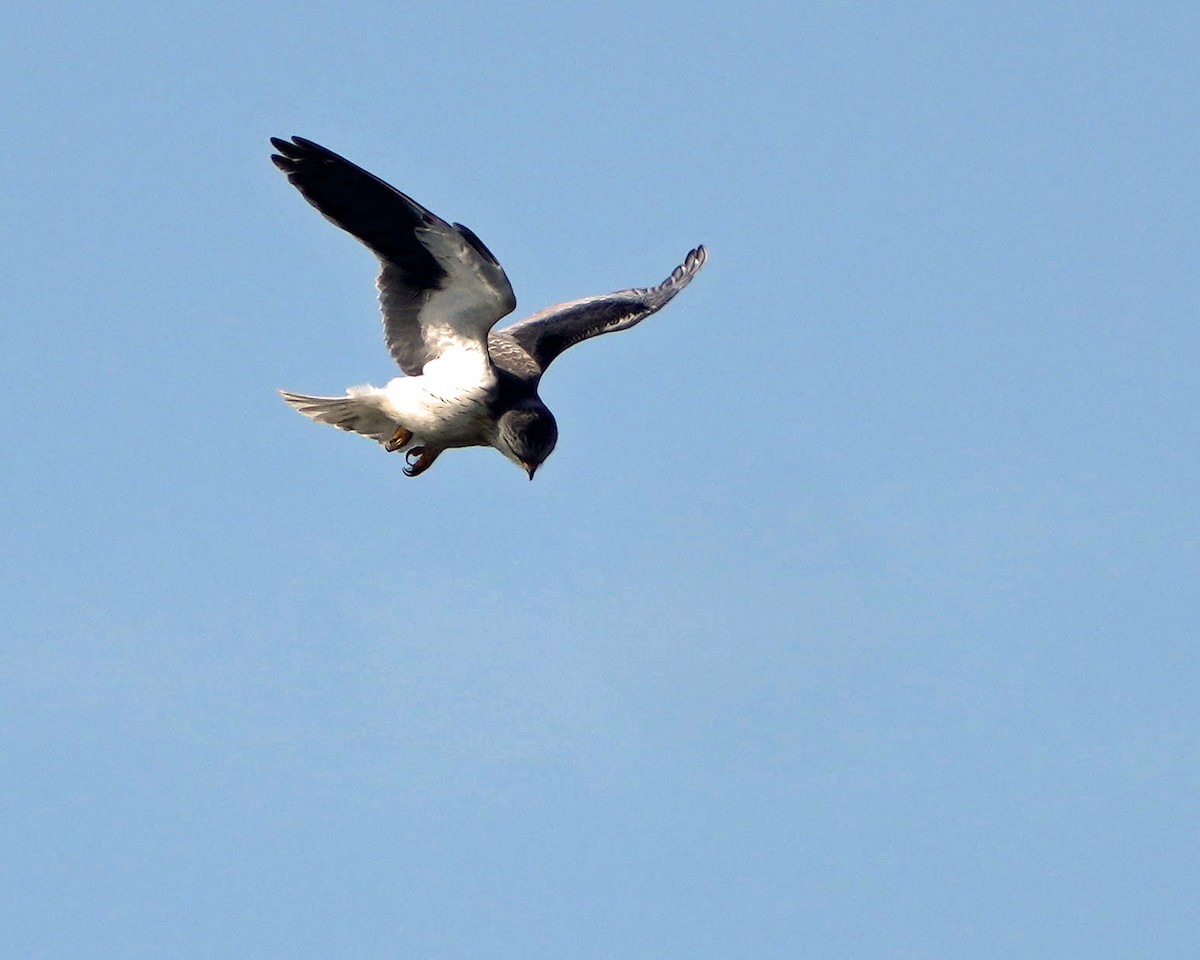 Black-winged Kite - Mei Hsiao