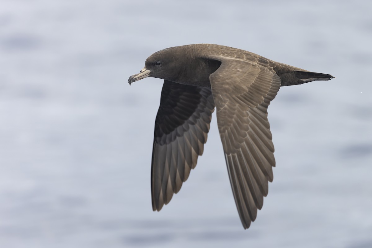 Flesh-footed Shearwater - ML527331941
