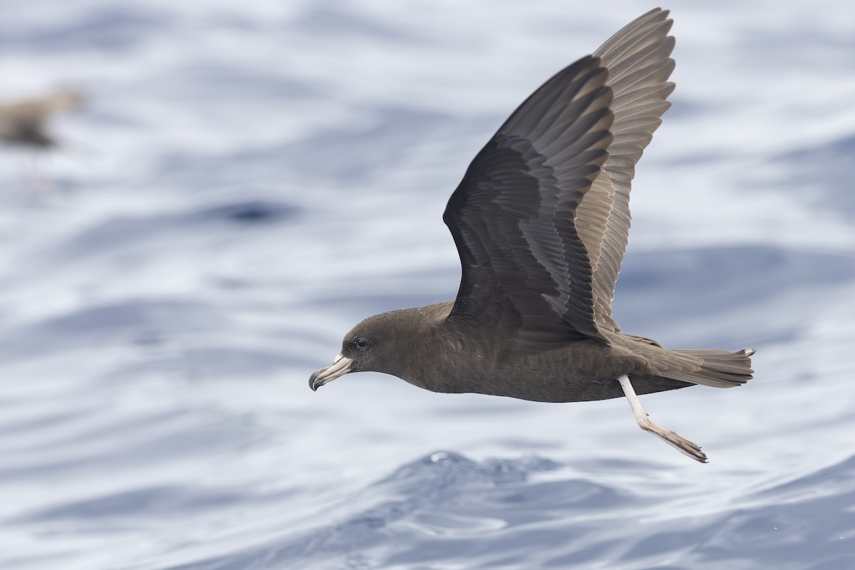 Flesh-footed Shearwater - ML527331951