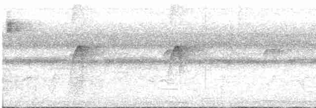 Black-tailed Tityra - ML527335171