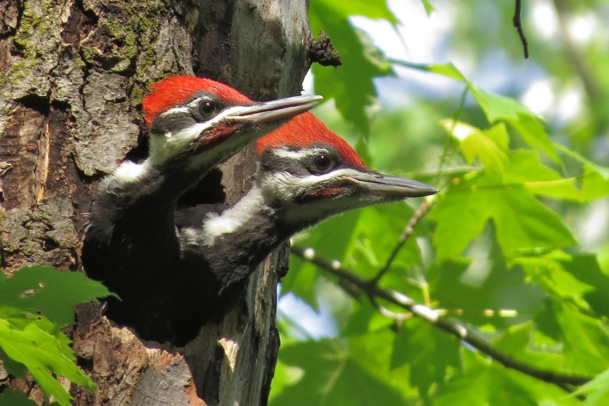 Pileated Woodpecker - Andrew Bendall