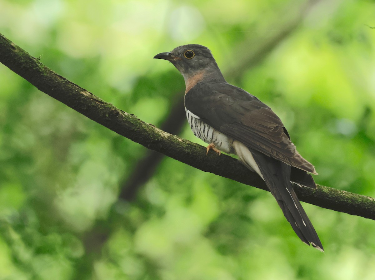 Red-chested Cuckoo - ML527335681