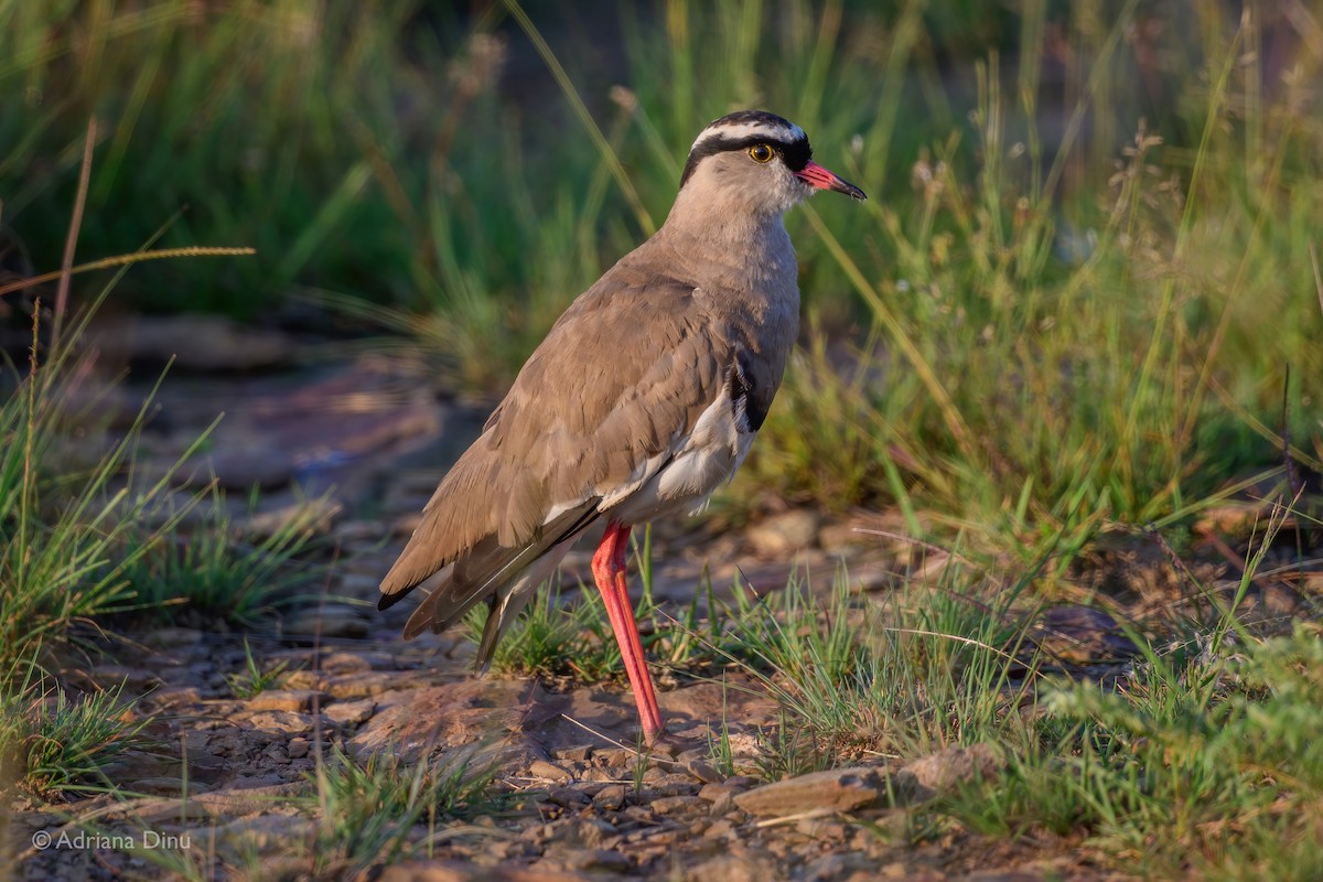 Crowned Lapwing - ML527337101